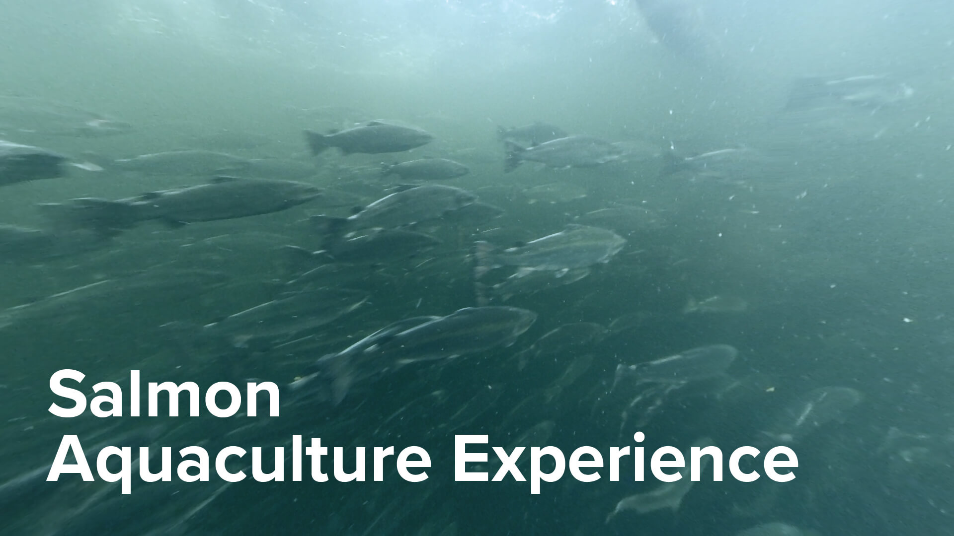 Salmon Aquaculture Experience
